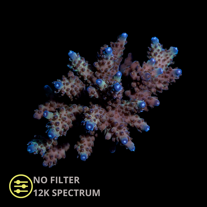 WYSIWYG CL Acropora Spp Ultra