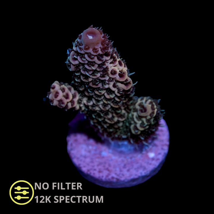 CL Acropora Rainbow Millepora - Frag