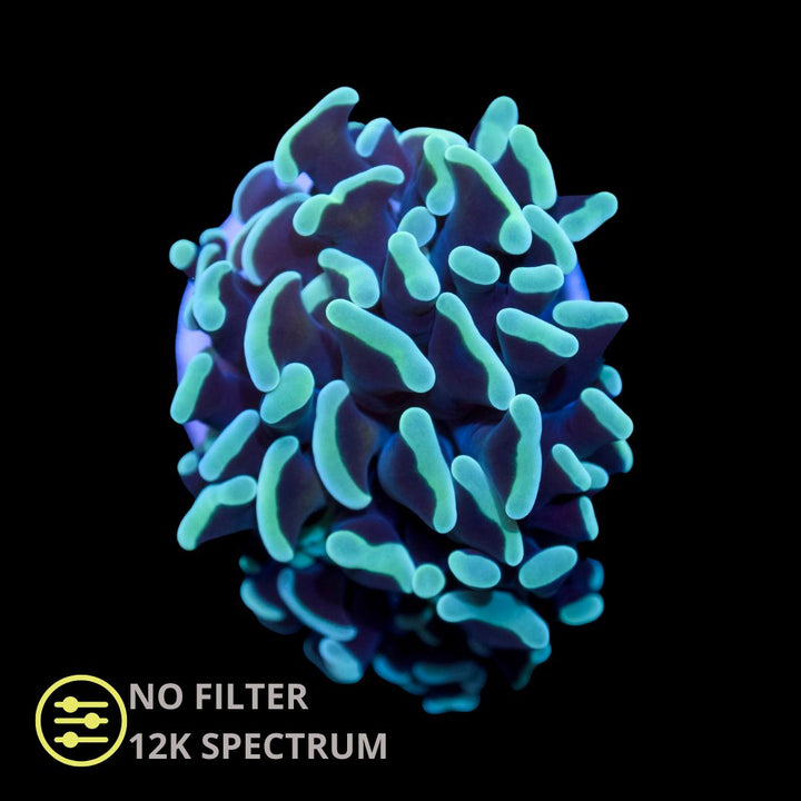 CL Euphyllia Aussie Metalic WA Hammer - Frag