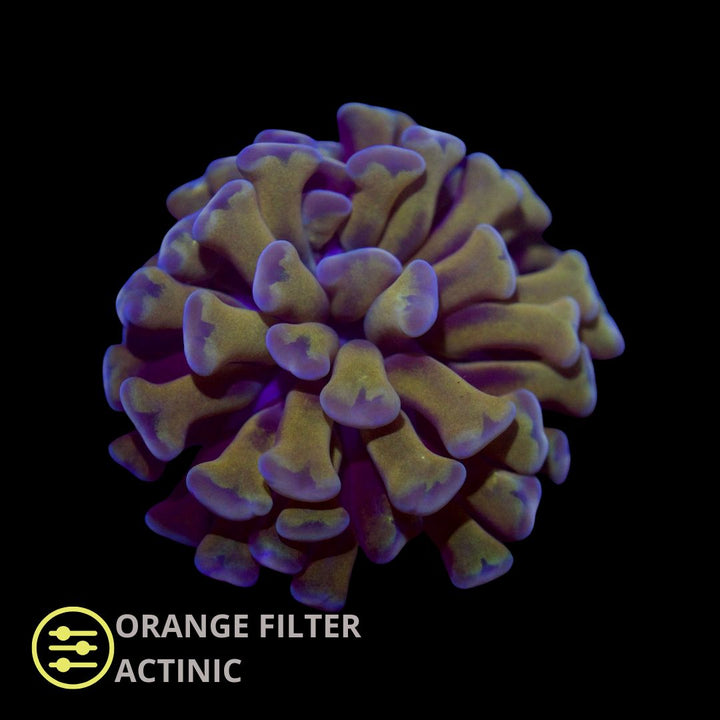 CL Euphyllia Paraancora Gold Hammer  - Frag