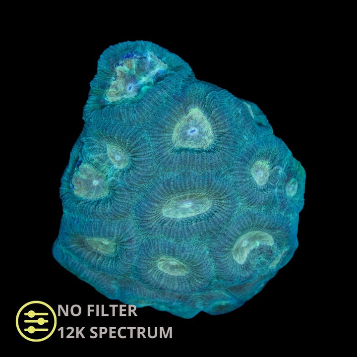 WYSIWYG Goniastrea Green - Frag