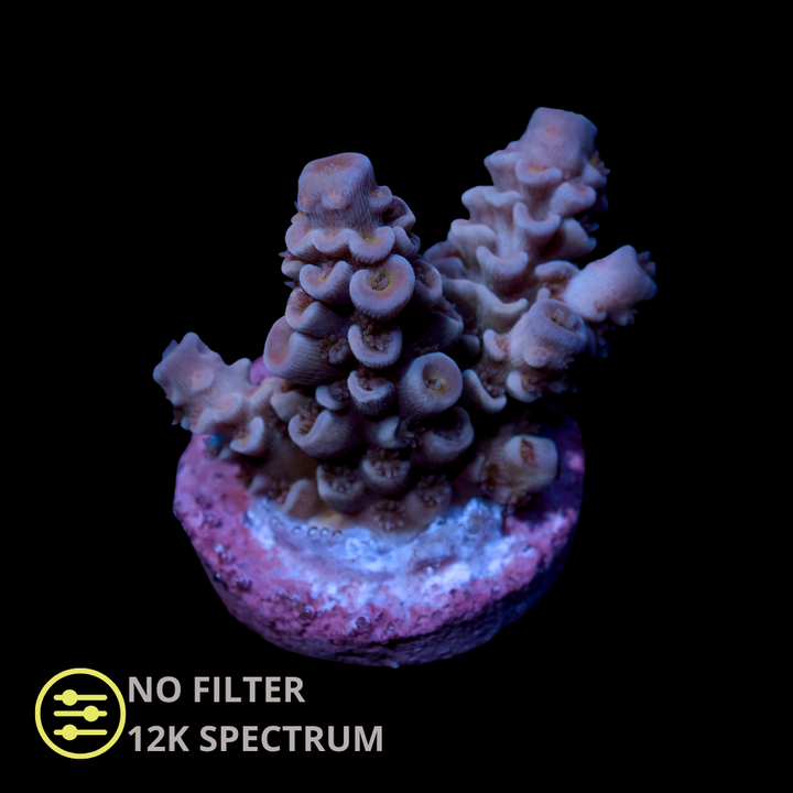 CL Acropora Rose Pink - Frag