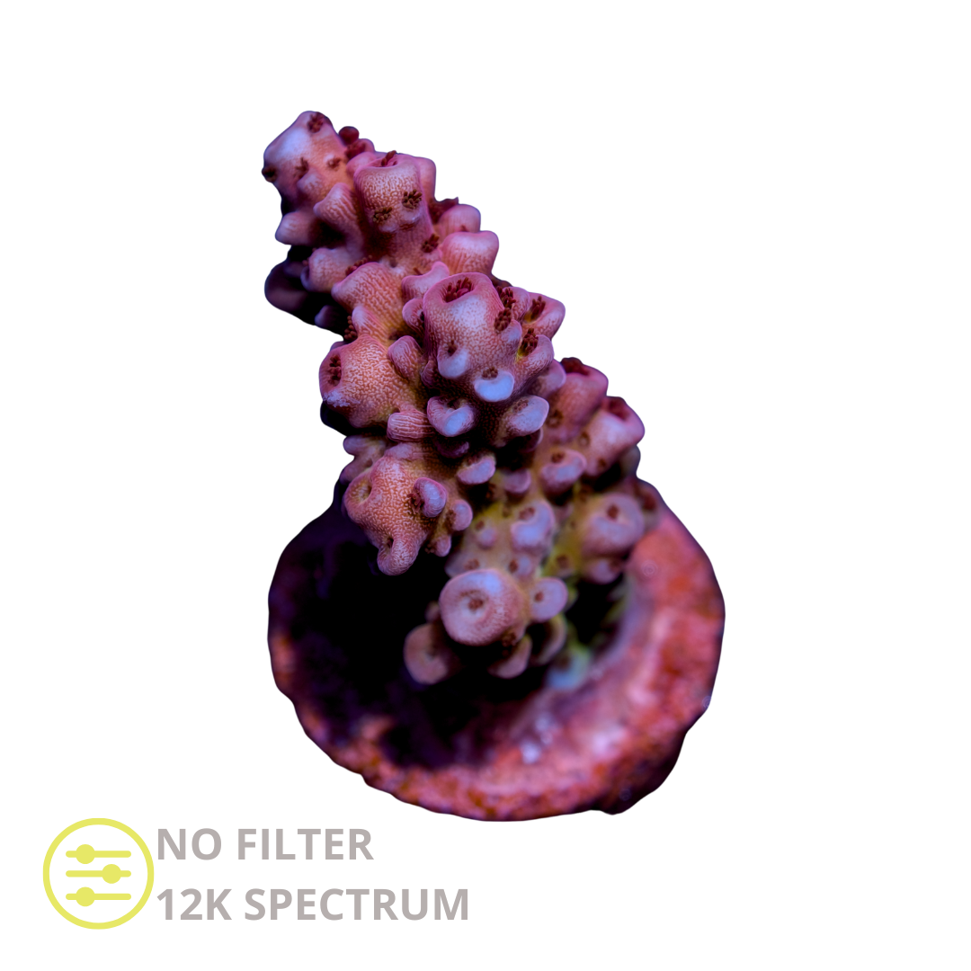 CL Acropora Red Blue - Frag