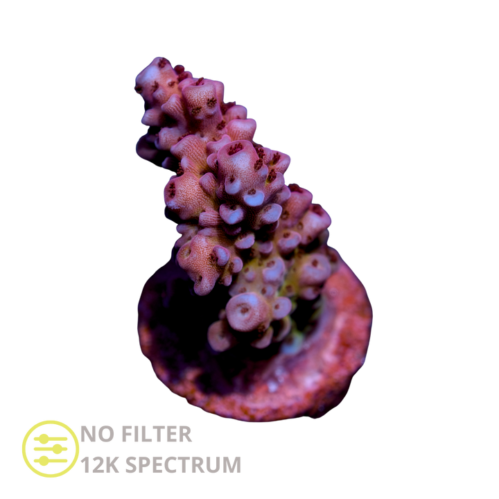 CL Acropora Red Blue - Frag