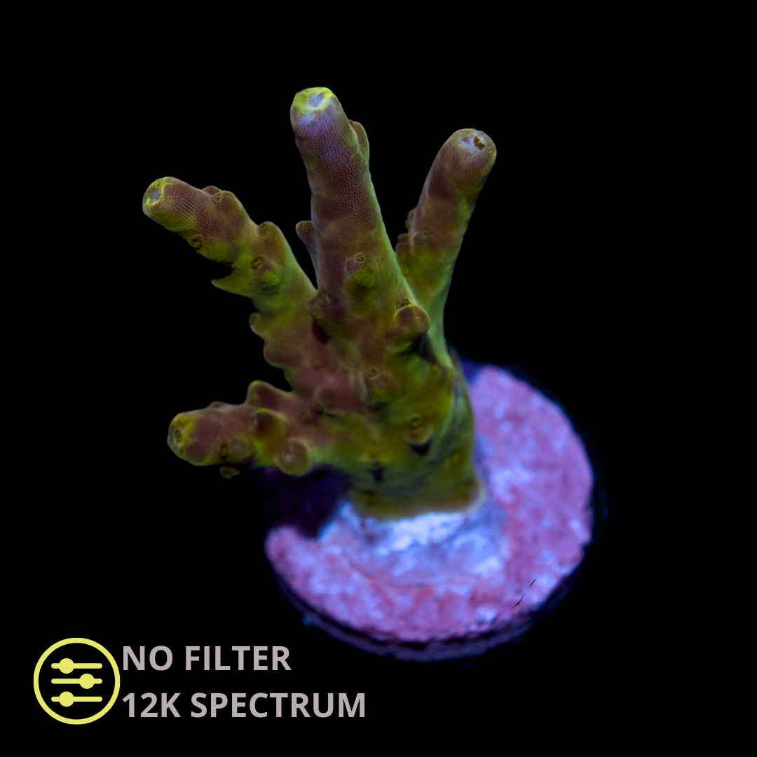 CL Acropora Golden Jawdropper - Frag