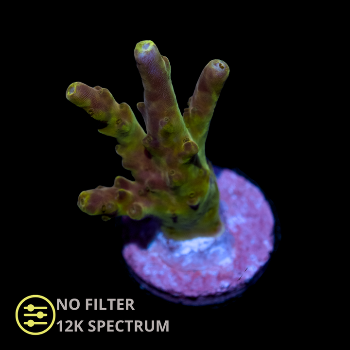 CL Acropora Golden Jawdropper - Frag