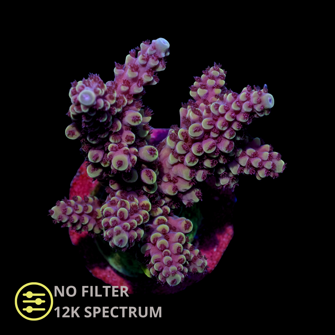 WYSIWYG CL Acropora Spp Ultra