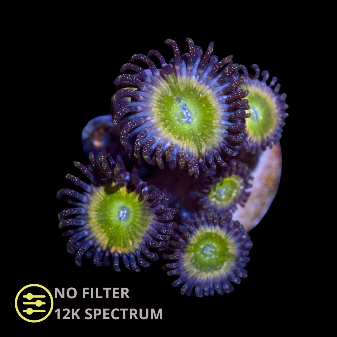 CL Tinker Bell Zoanthid - Frag