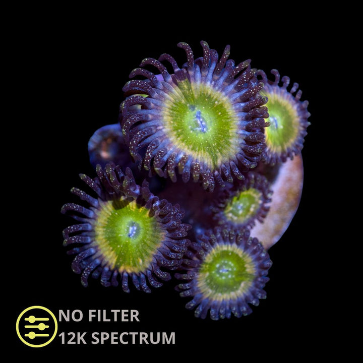 CL Tinker Bell Zoanthid - Frag