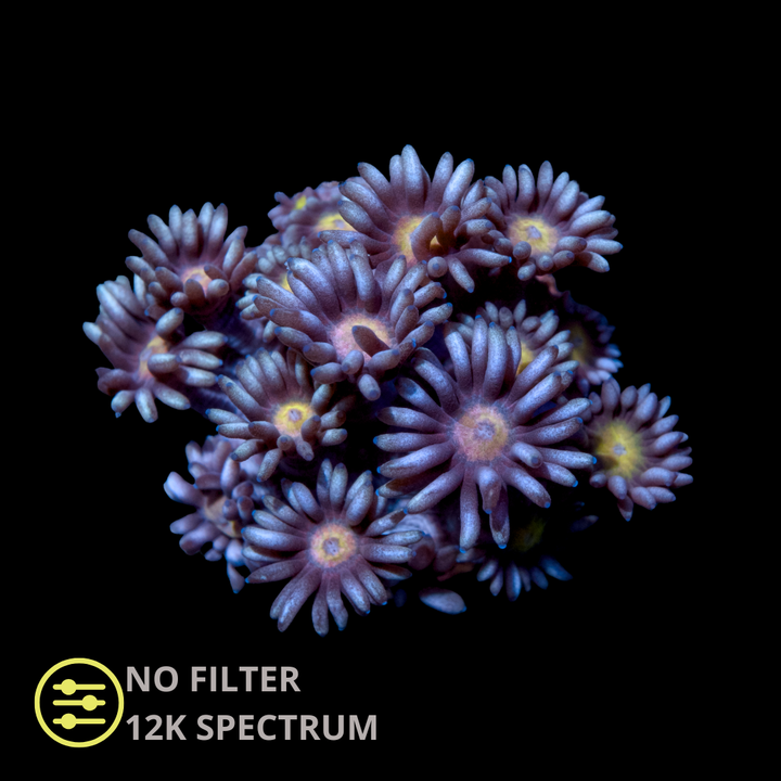 CL Aurora Goniopora - Frag