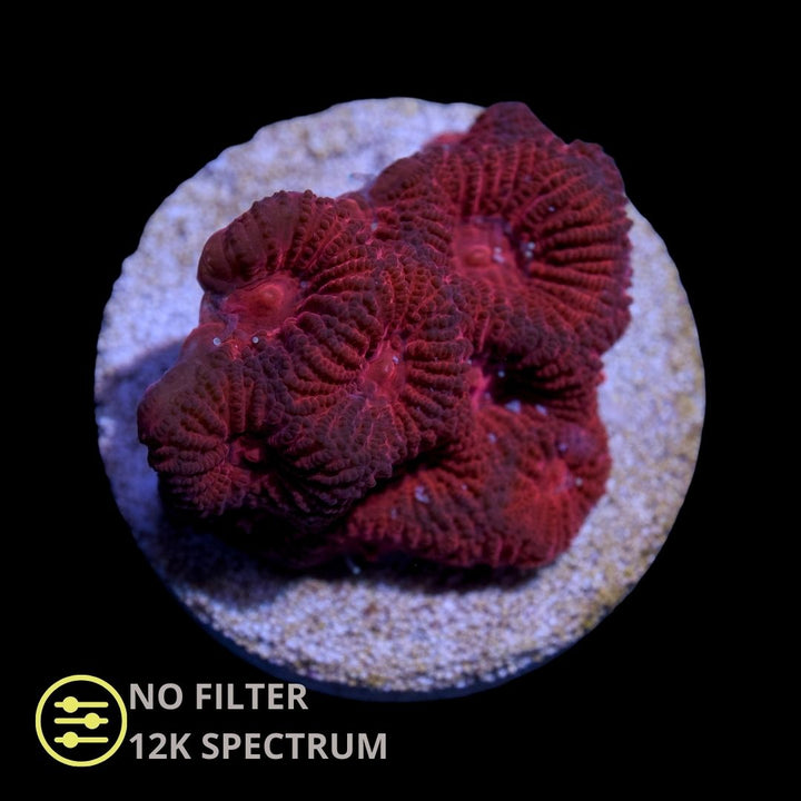 CL Ultra Red Favia - Frag