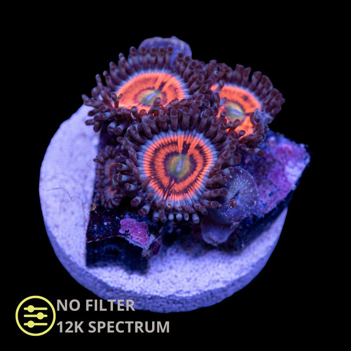 CL Gobstoppers Zoanthid - Frag