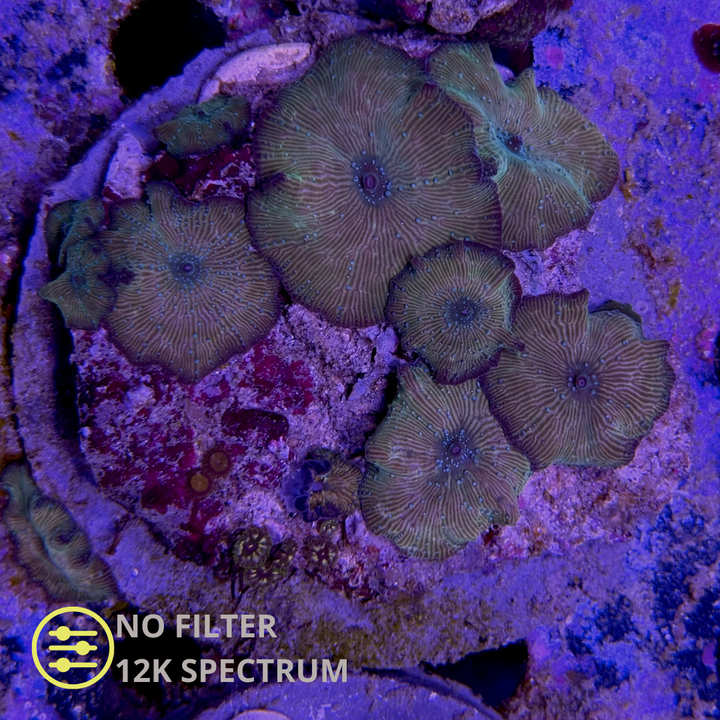 WYSIWYG Discosoma Green