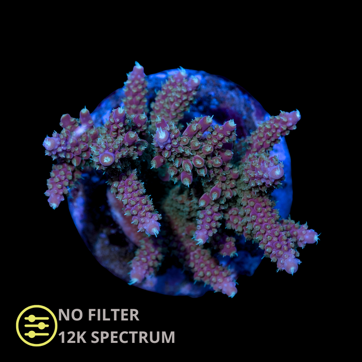 WYSIWYG CL Acropora Spp Ultra