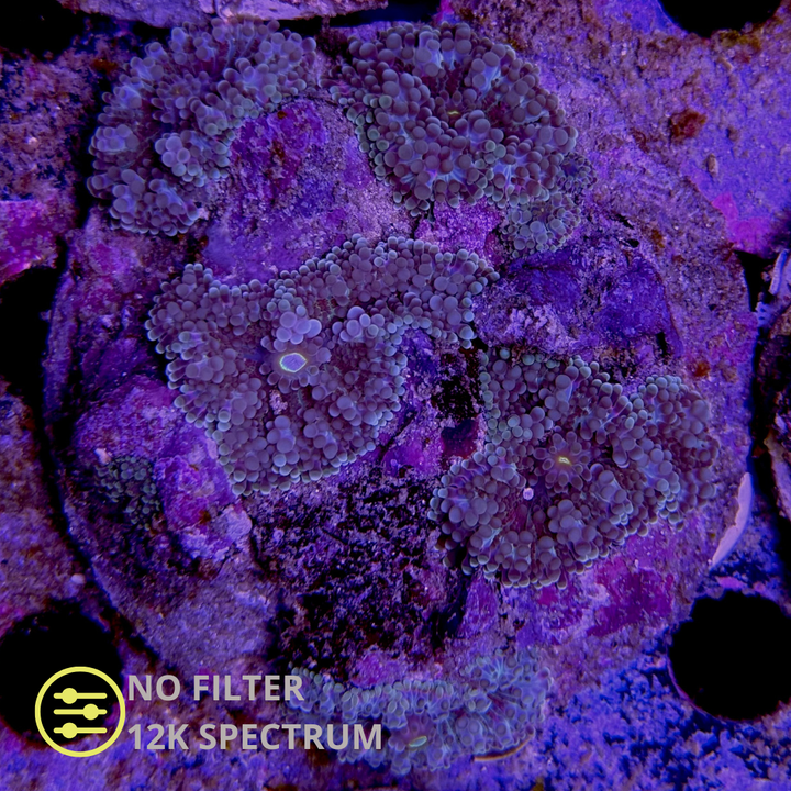 WYSIWYG Ricordea Yuma Jungle Rainbow