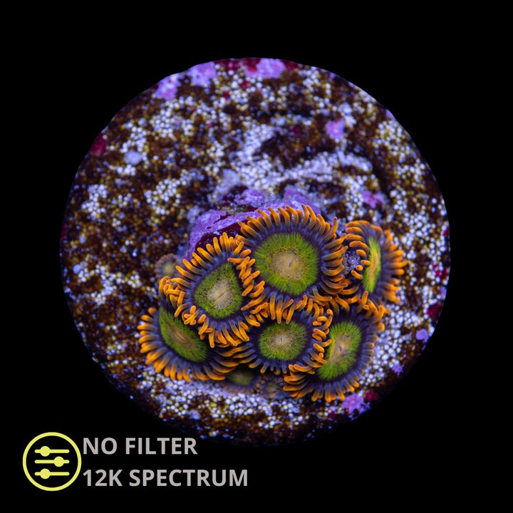 CL Mandarin Orange Zoanthid - Frag
