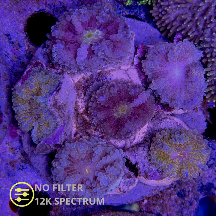 WYSIWYG Ricordea Yuma Jungle Mix