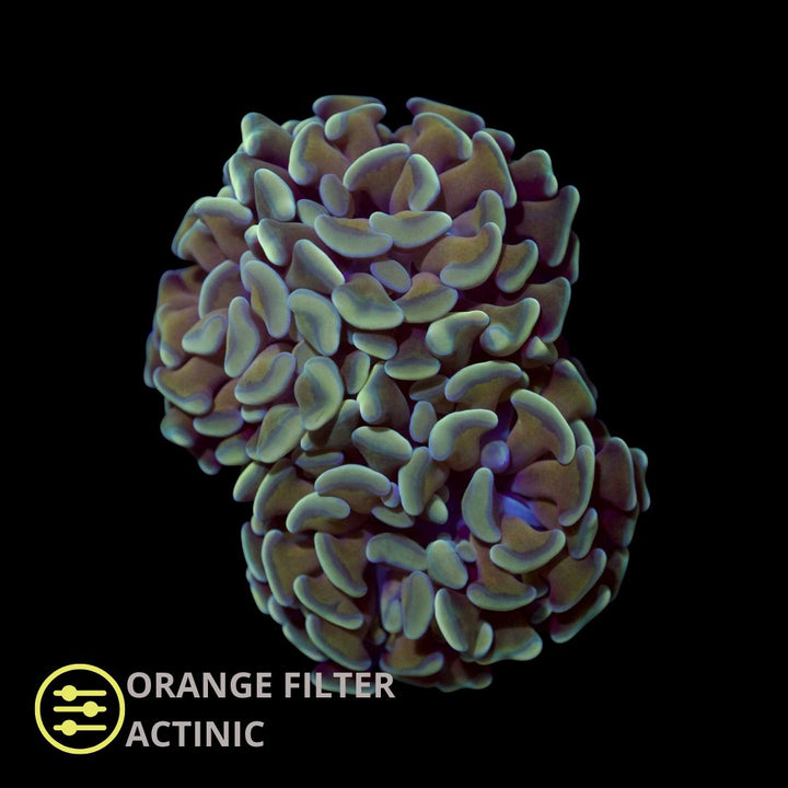 CL Euphyllia Paraancora Irish Gold Hammer  - Frag