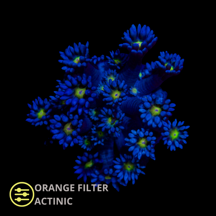 CL Yellow Eye Blue Goniopora - Frag