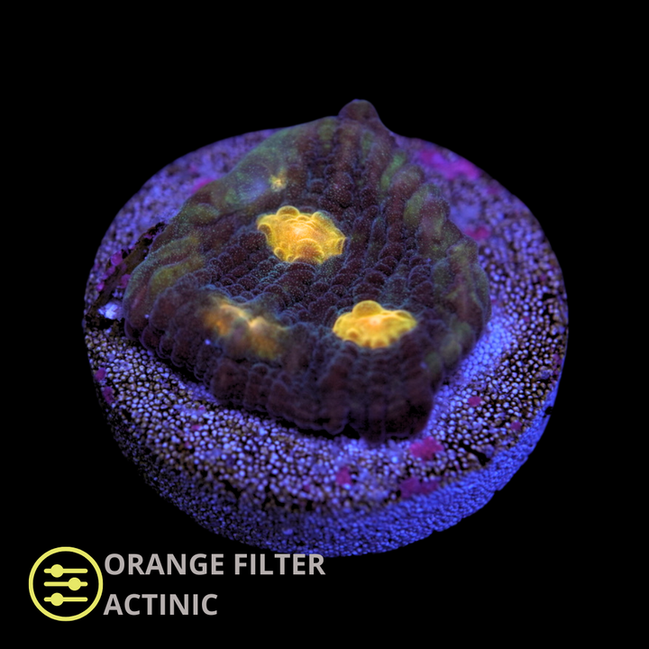 CL Gold Eye Chalice - Frag