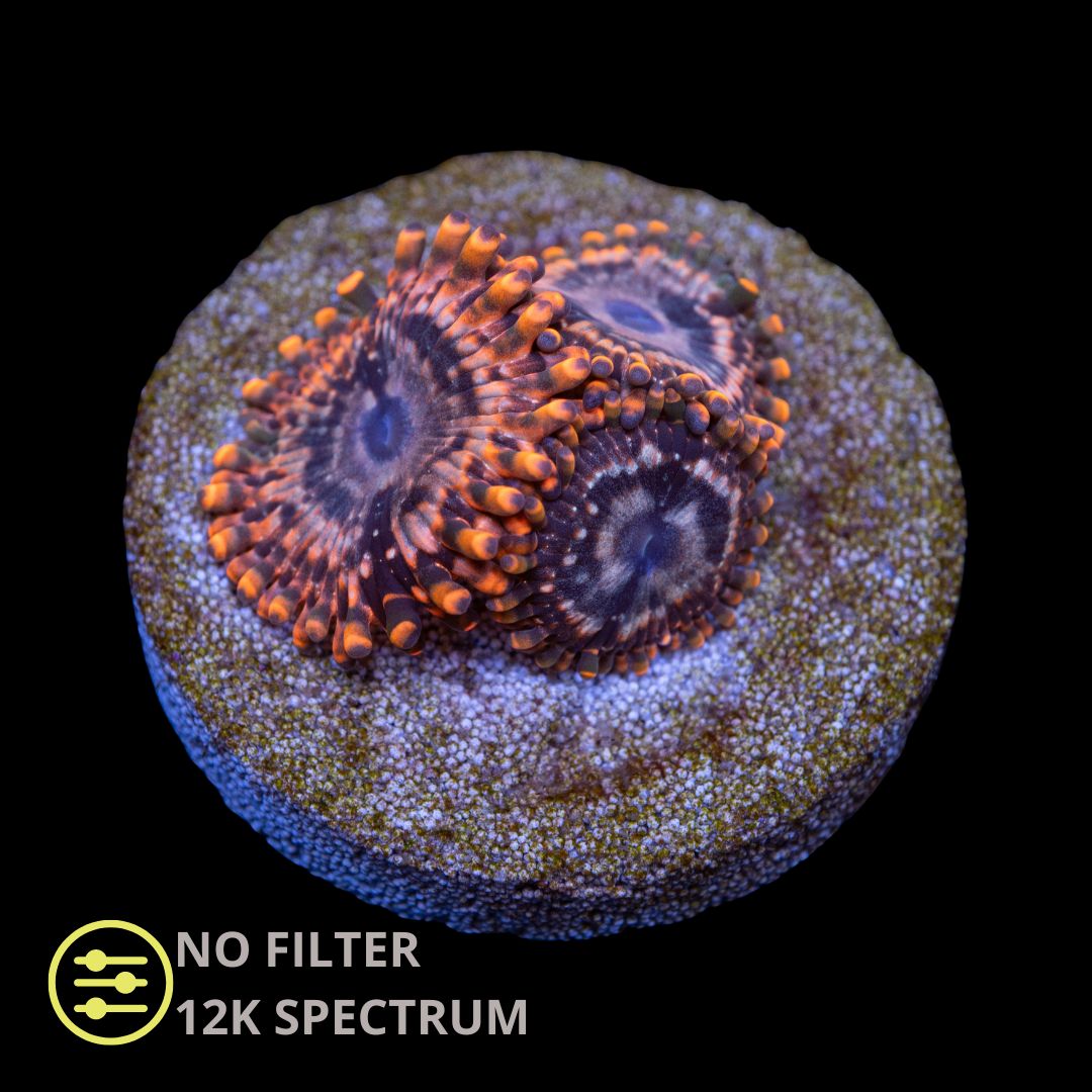 CL Utter Chaos Zoanthid - Frag