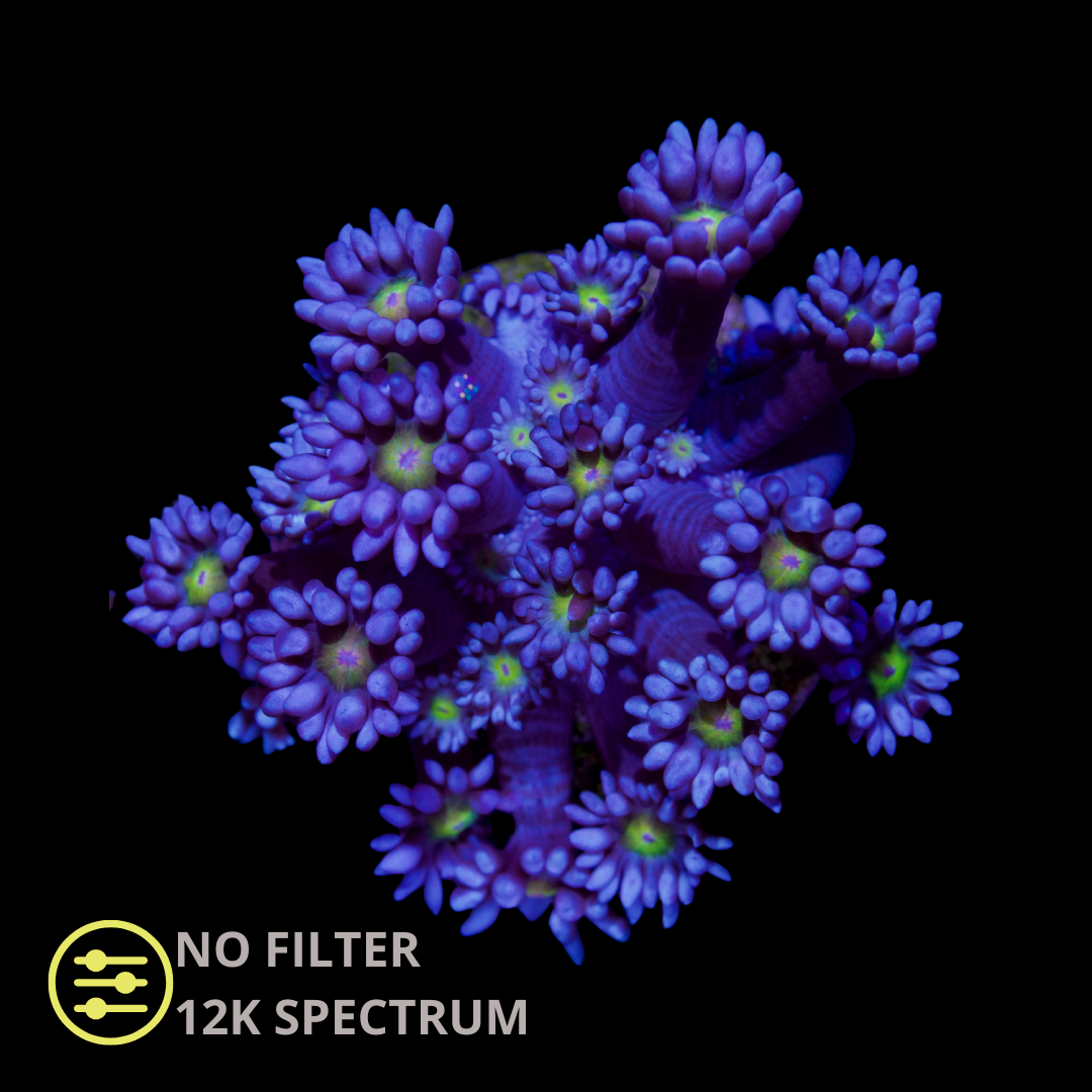 CL Yellow Eye Blue Goniopora - Frag