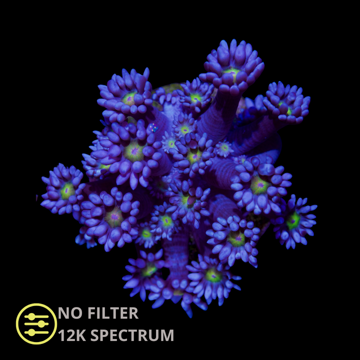 CL Yellow Eye Blue Goniopora - Frag