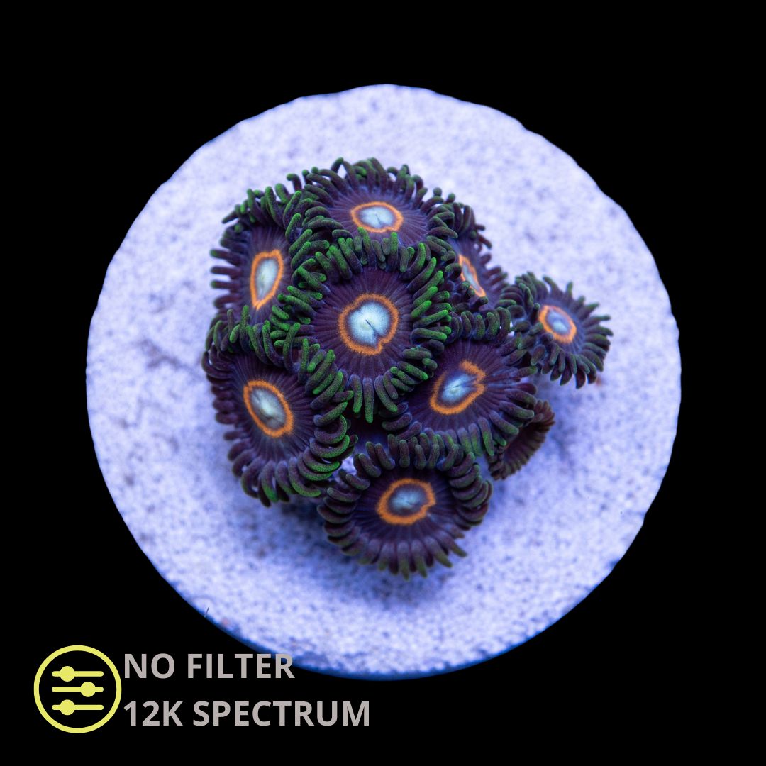 CL Clock Work Orange Zoanthid - Frag