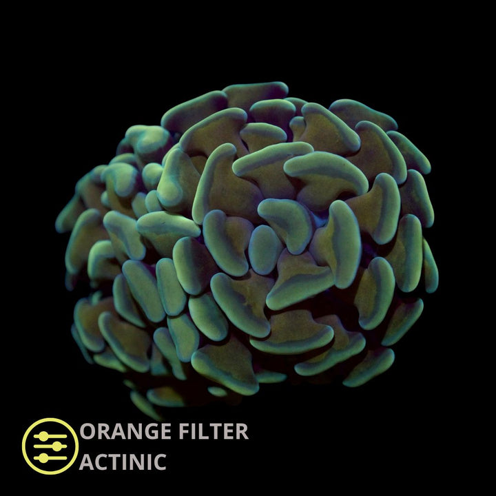 CL Euphyllia Paraancora Irish Gold Hammer  - Frag