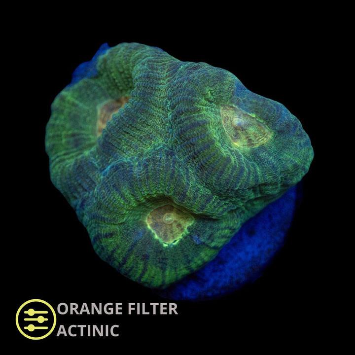 CL Goniastrea Green - Frag