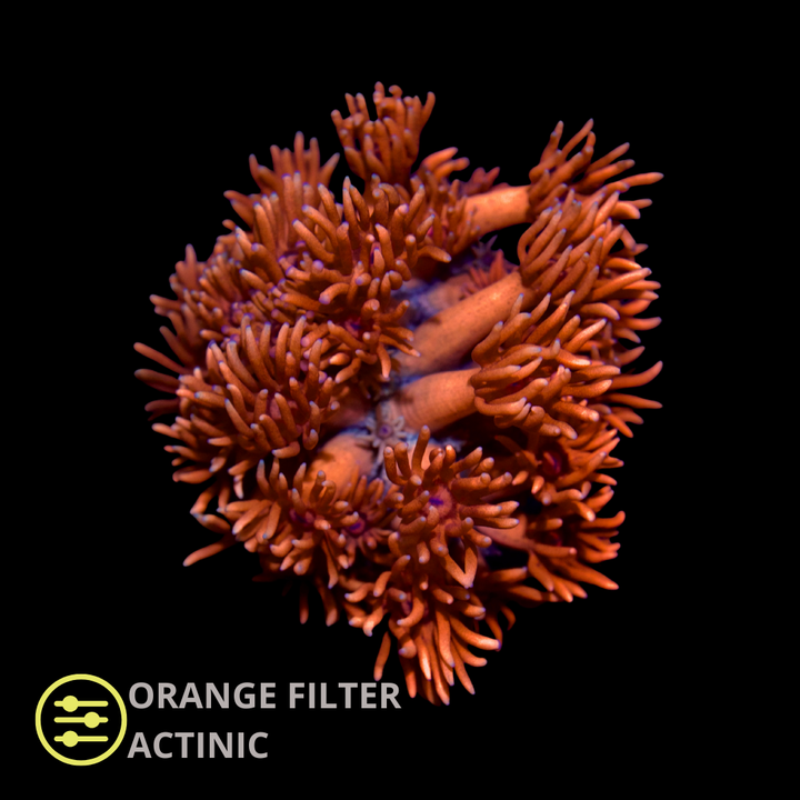 CL Flare Goniopora - Frag