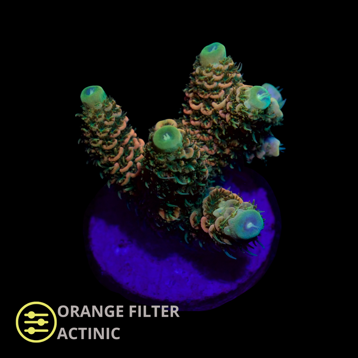 CL Acropora Yellow Lemon Millepora - Frag
