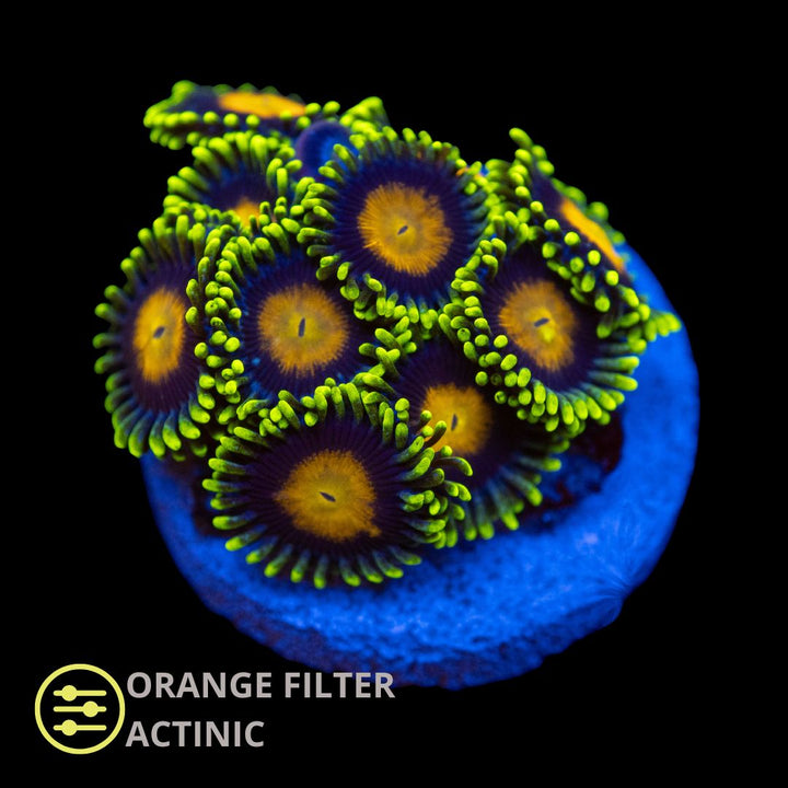 CL Watermelon Zoanthid - Frag
