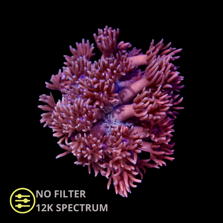 CL Flare Goniopora - Frag