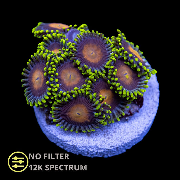 CL Watermelon Zoanthid - Frag