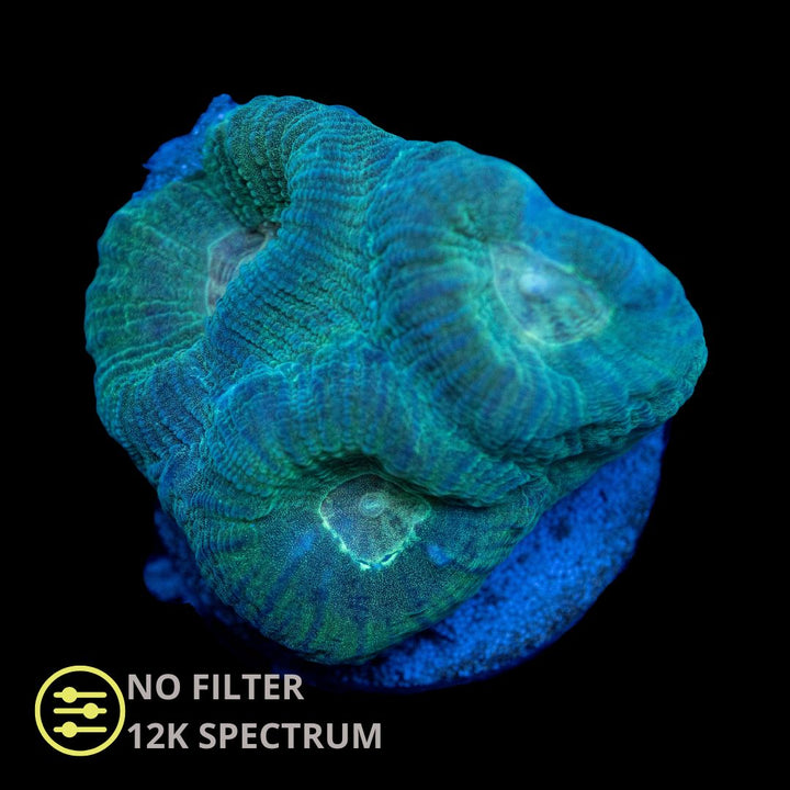CL Goniastrea Green - Frag