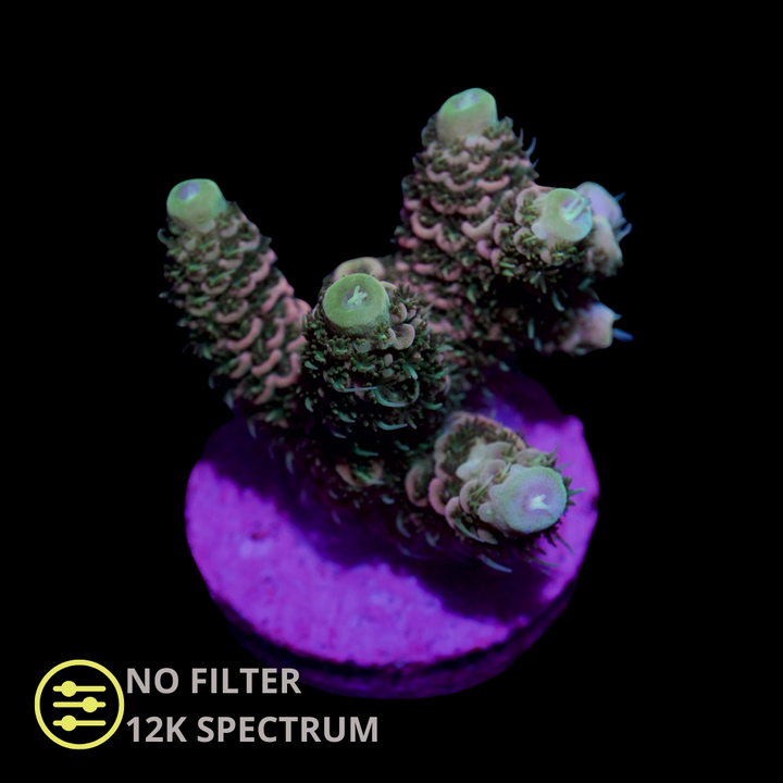 CL Acropora Yellow Lemon Millepora - Frag