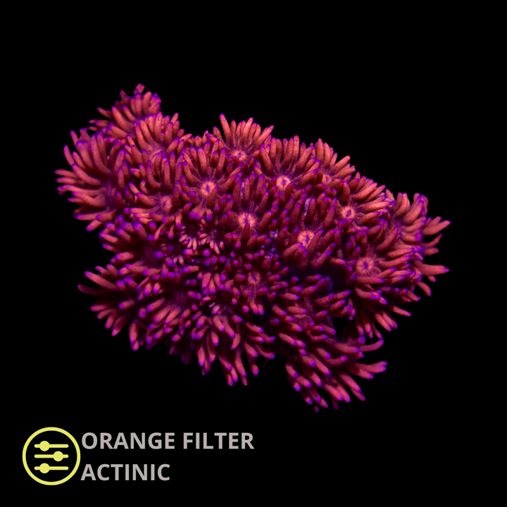 CL Red Ember Goniopora - Frag