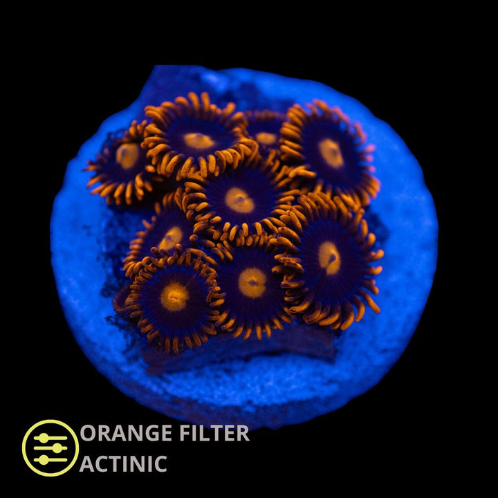 CL My Clementine Zoanthid - Frag