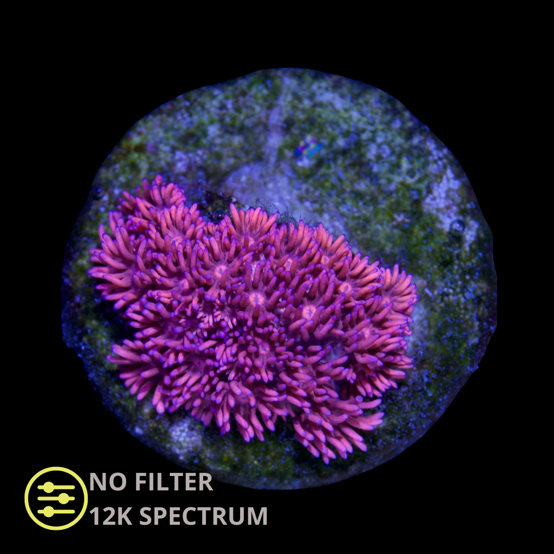 CL Red Ember Goniopora - Frag