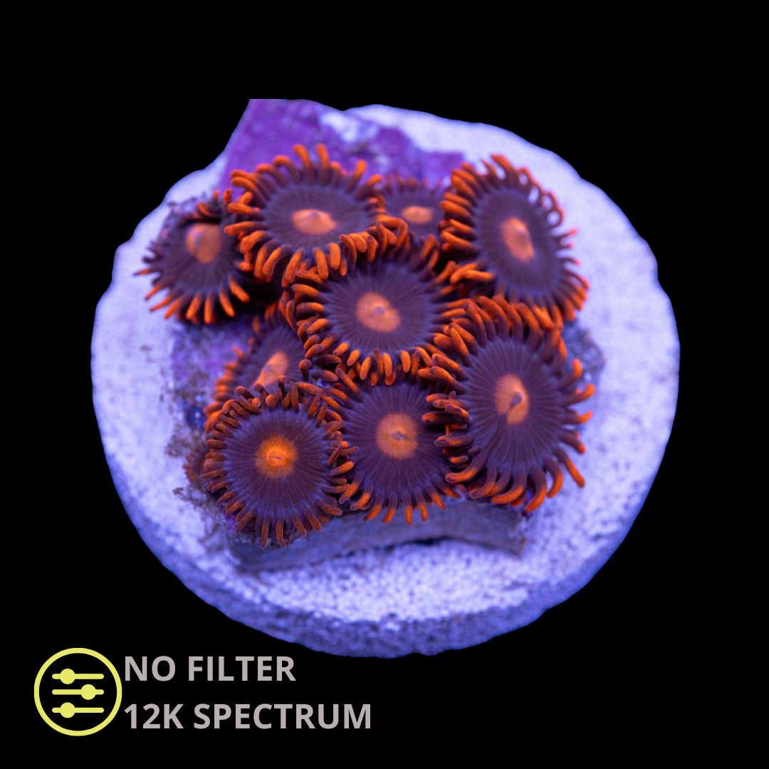 CL My Clementine Zoanthid - Frag