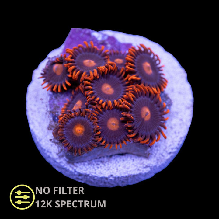 CL My Clementine Zoanthid - Frag