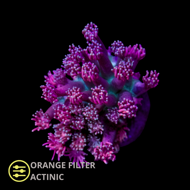 CL Candy Nebula Goniopora - Frag