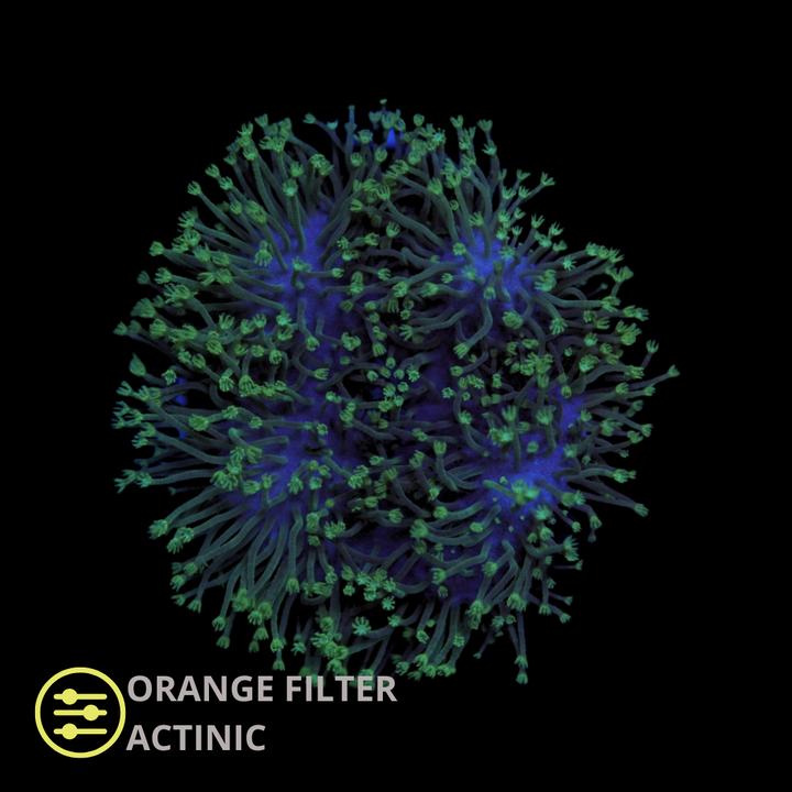 Neon Sarcophyton Toadstool