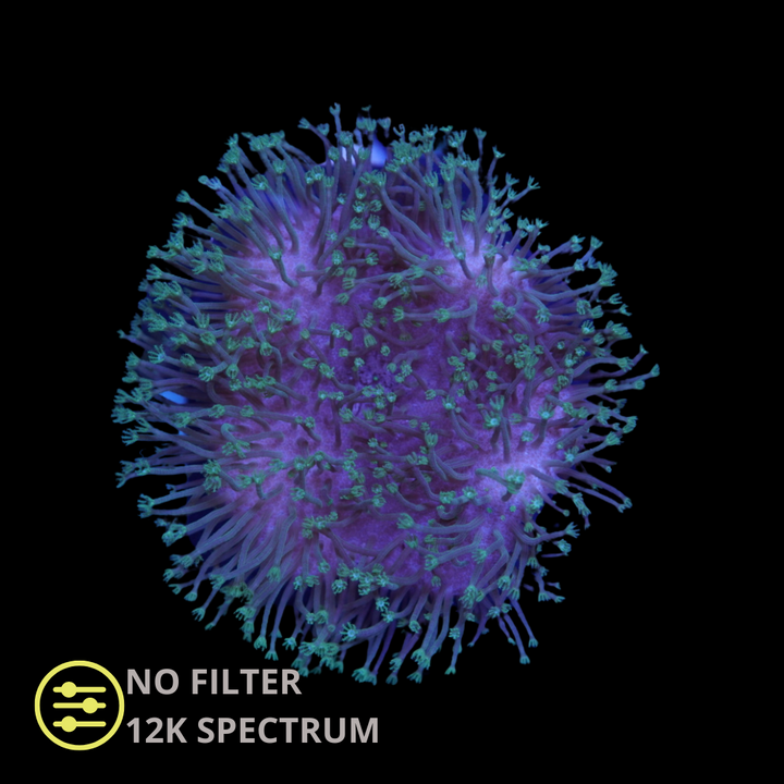 Neon Sarcophyton Toadstool