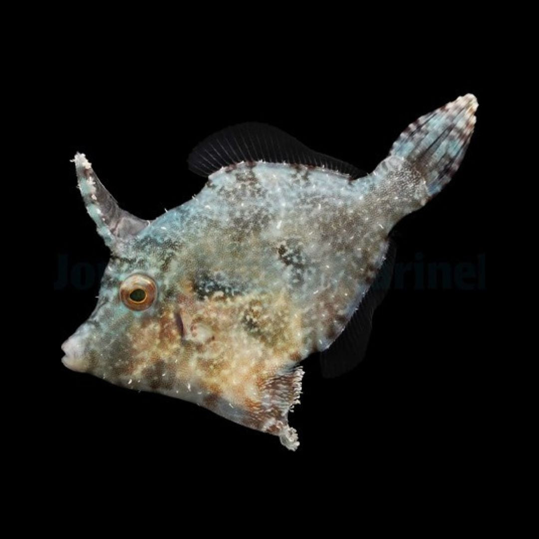 Filefish - Acreichthys Tomentosus