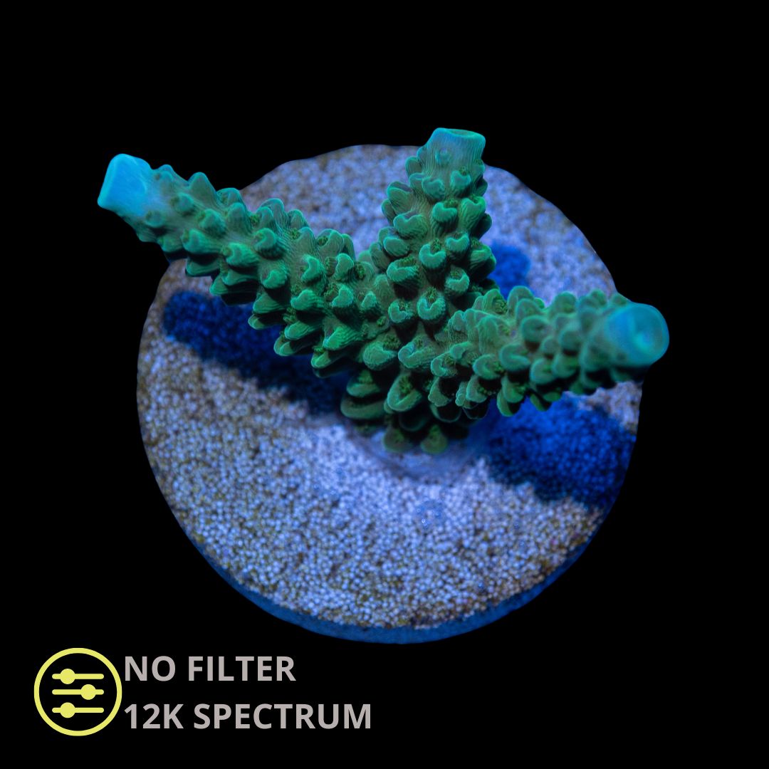 CL Acropora Bali Slimer Blue Tip