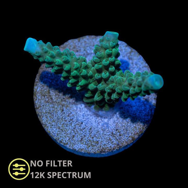 CL Acropora Bali Slimer Blue Tip