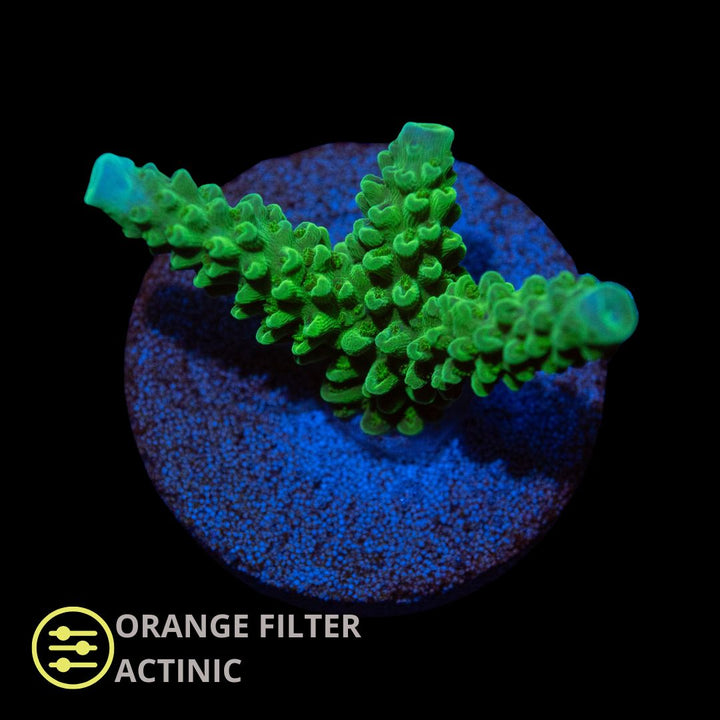 CL Acropora Bali Slimer Blue Tip