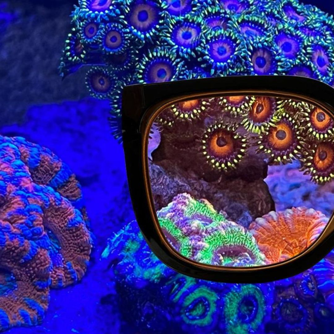 Aqua Medic Coral Glasses